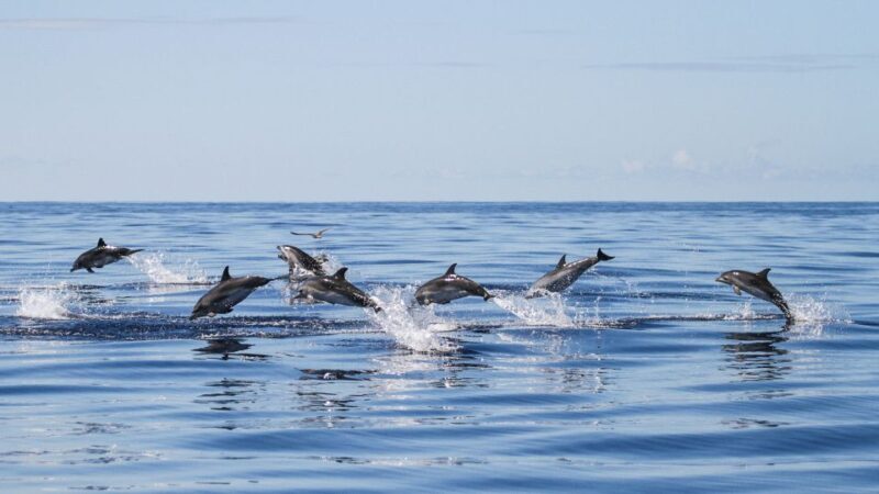 From Ponta Delgada: Whale and Dolphin Watching Trip - A Deep Dive into the Whale and Dolphin Watching Experience
