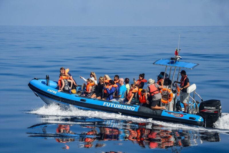 From Ponta Delgada: Whale and Dolphin Watching Trip - Final Thoughts