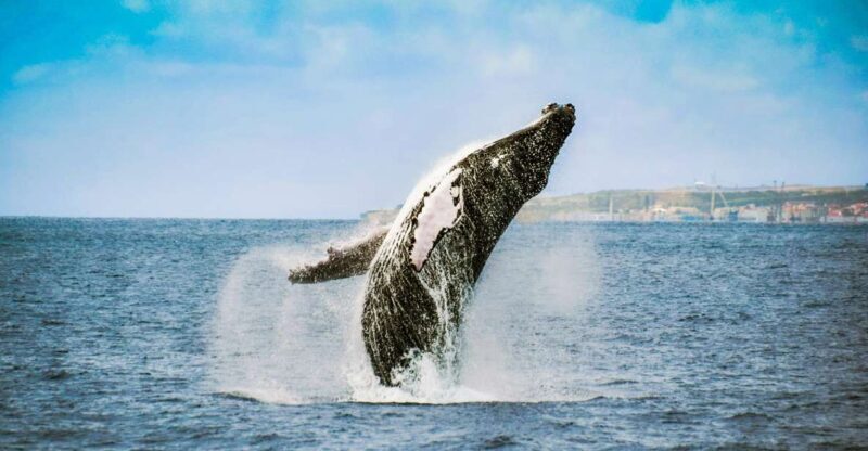 From Ponta Delgada: Whale and Dolphin Watching Trip - FAQs