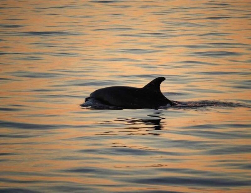 From Pore: Evening Dolphin Cruise with Welcome Drink - Key Points