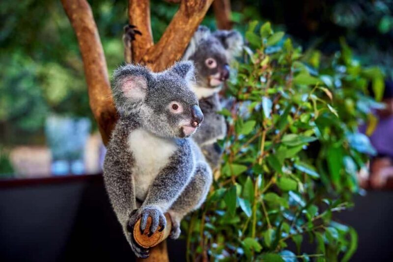 From Port Douglas: Hartley's Crocodile Park, Skyrail & Train - Who Will Love This Tour?