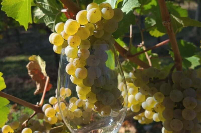 From Portland: Willamette Valley Full-Day Wine Tour - A True Taste of Oregons Wine Country