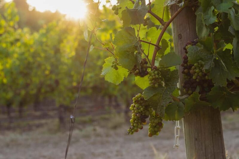 From Portland: Willamette Valley Wine Tasting Tour - Key Points
