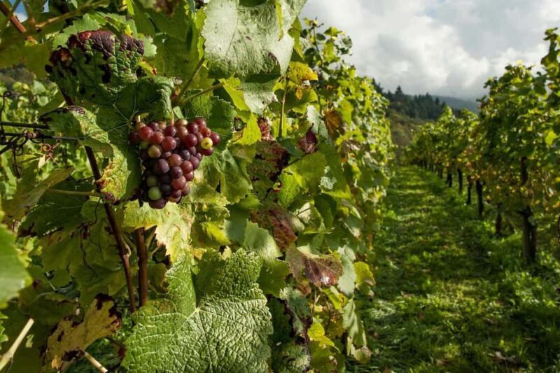 From Porto: 2 Wine Regions, Farm Lunch, and Boat Ride - Final Thoughts: Who Will Love This Tour?
