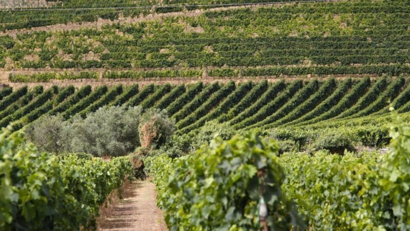 From Porto: 2 Wine Regions, Farm Lunch, and Boat Ride - Final Words
