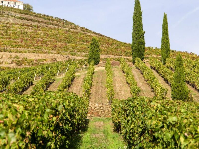 From Porto: 3 Wine Regions and farm lunch with views. - Key Points