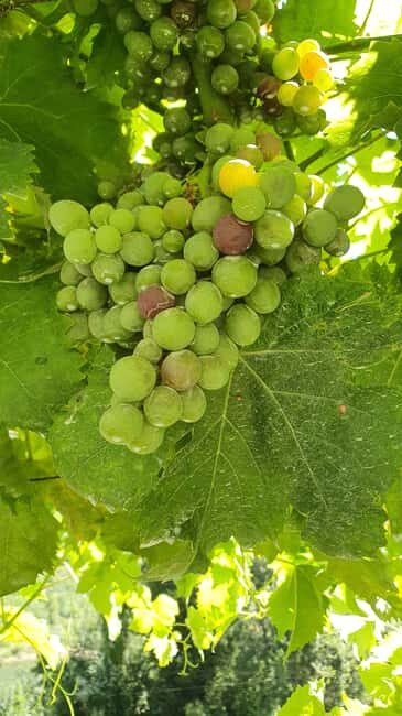 From Porto: Douro Valley Wine Tasting Tour With Hotel Pickup - From Porto: Douro Valley Wine Tasting Tour With Hotel Pickup — An In-Depth Review