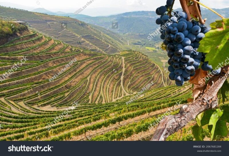 From Porto: Full-Day Douro Historical Tour - FAQ