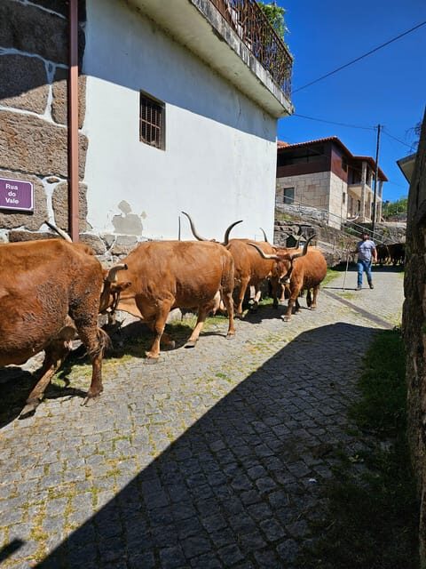 From Porto: Full-Day Tour in Gerês National Park - Exploring Portugal’s Only National Park: A Full-Day Adventure from Porto