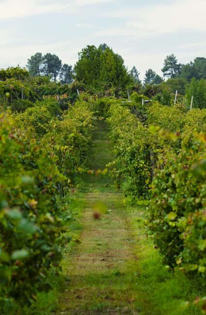 From Porto: Private Vinho Verde wine tour with tasting, lunch, and palace visit. - The Palace: A Highlight of Cultural Heritage
