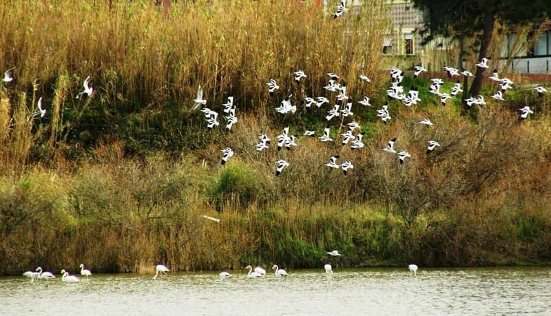 From Porto to Aveiro: Cruise, Aves, Salinas, Costa Nova, and Vista Alegre - Who Should Consider This Tour?