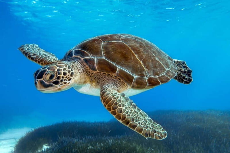From Protaras: Cruise to Blue Lagoon, Turtle Cove & Sea Cave - Exploring the Full Experience