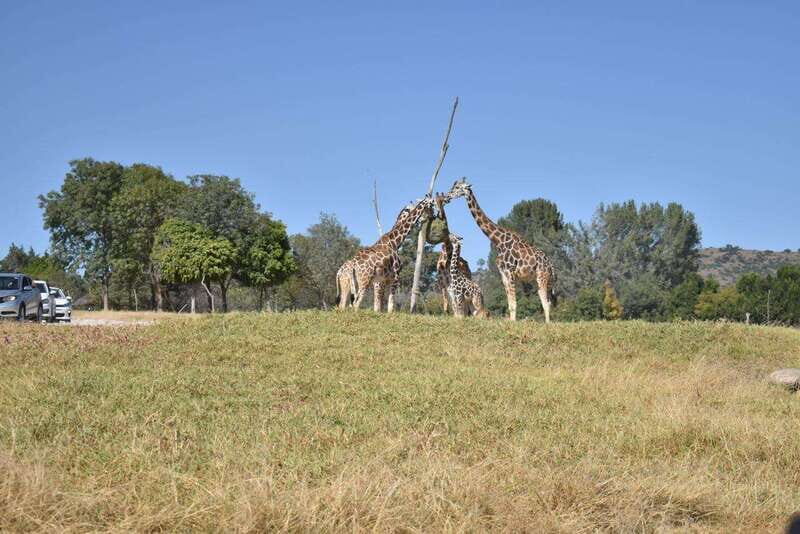 From Puebla: Africam Safari Private Tour all included - From Puebla: Africam Safari Private Tour all included