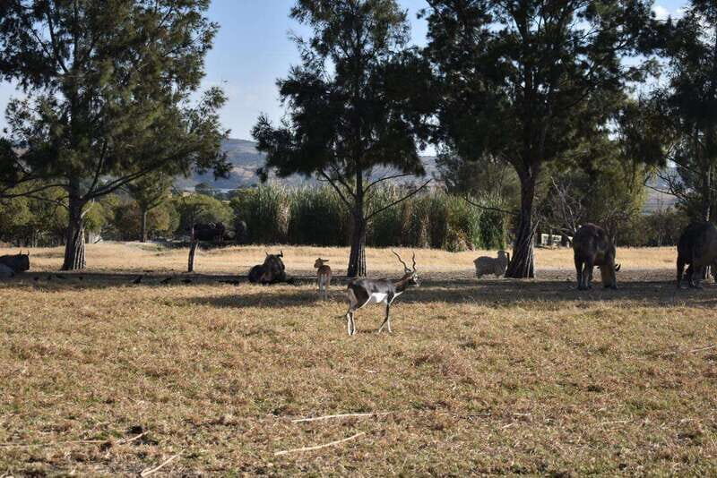 From Puebla: Africam Safari Private Tour all included - Frequently Asked Questions