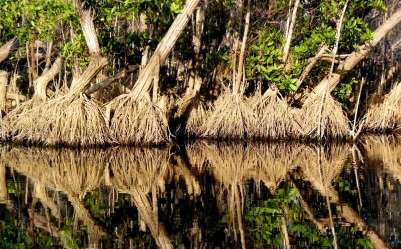 From Puerto Escondido: Birdwatching on a Boat - From Puerto Escondido: Birdwatching on a Boat – A Detailed Review