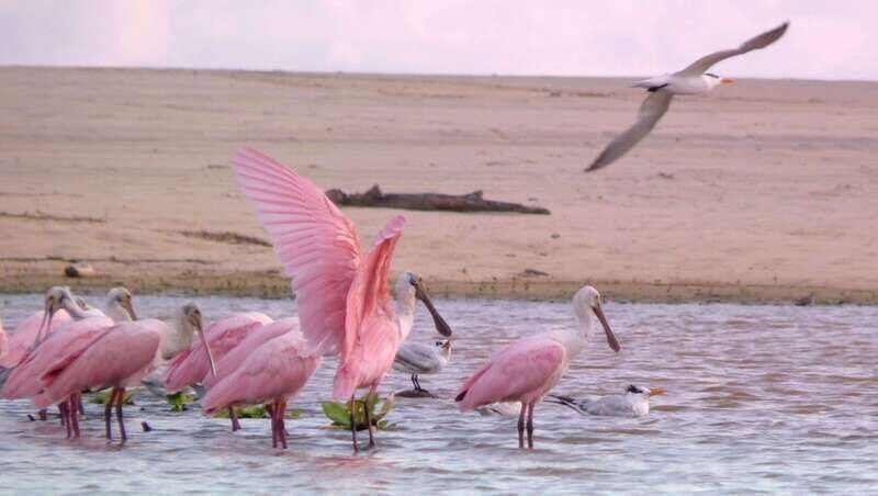 From Puerto Escondido: Birdwatching on a Boat - Who Should Consider This Tour