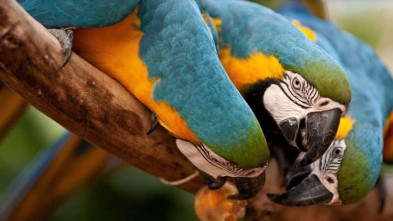 From Puerto Iguazú: Brazilian Bird Park Tour with Tickets - Key Points