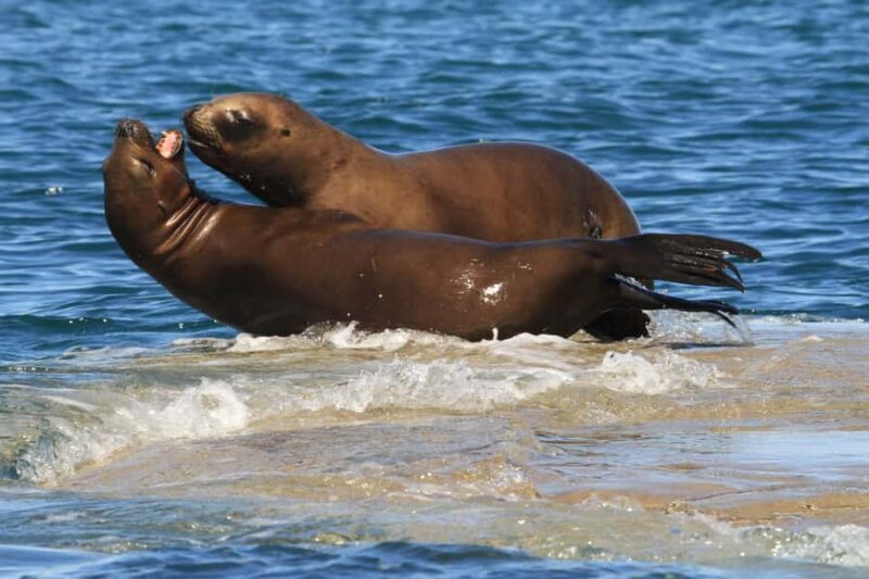 From Puerto Madryn: City and Punta Loma Tour - Key Points