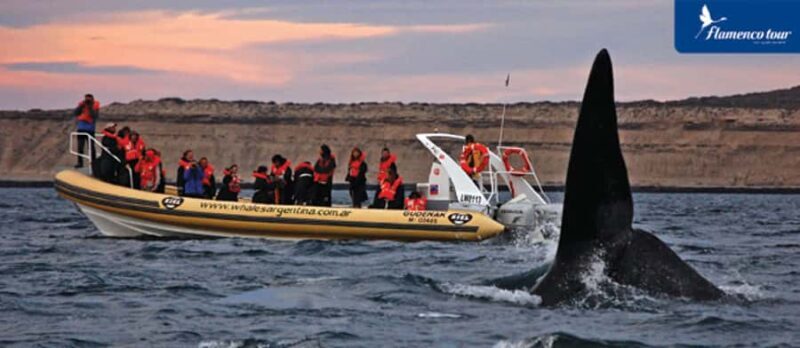 From Puerto Madryn: Full-Day Valdes Peninsula Tour - Who This Tour Is Best For