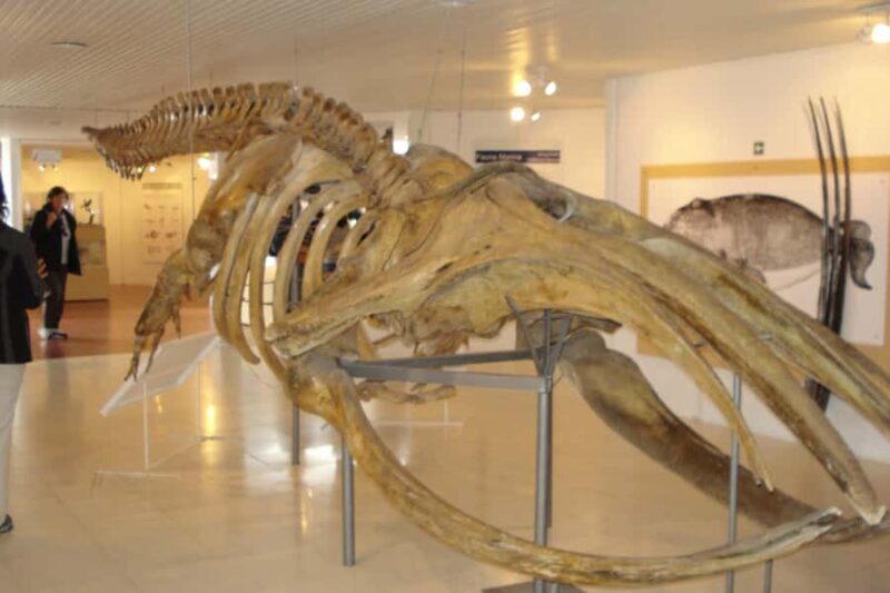 From Puerto Madryn: Full-Day Valdes Peninsula Tour - Final Thoughts