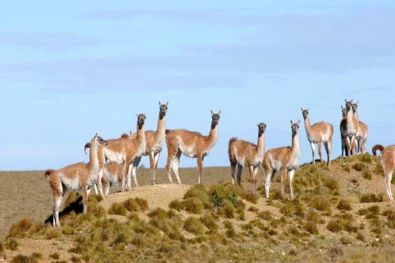 From Puerto Madryn: Full-Day Valdes Peninsula Tour - FAQ