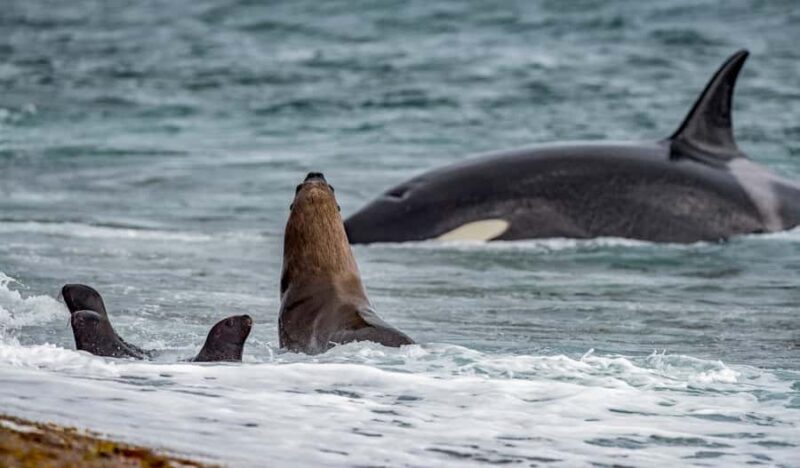 From Puerto Madryn: Penguin Tour & Península Valdés Day Trip - Who Should Consider This Tour?