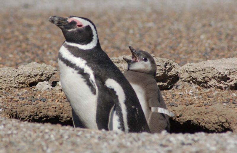 From Puerto Madryn: Penguin Tour & Península Valdés Day Trip - FAQs