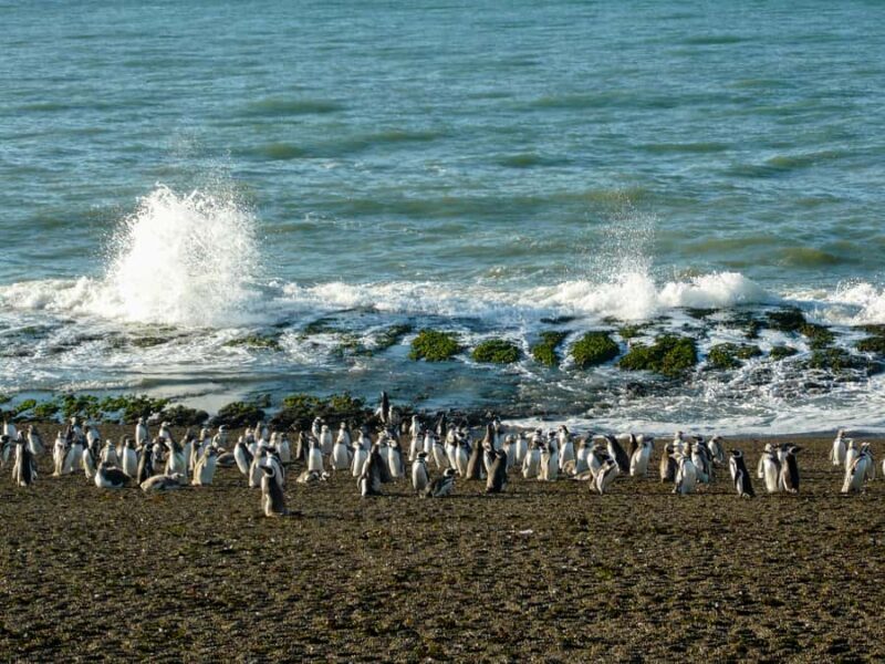 From Puerto Madryn: Penguin Tour & Península Valdés Day Trip - Final Thoughts