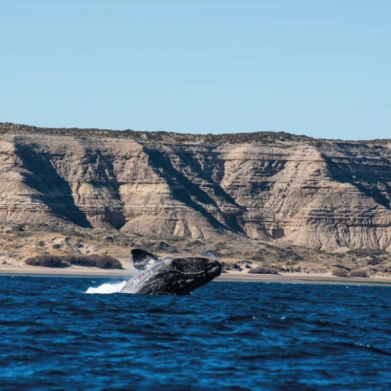From Puerto Madryn: Peninsula Valdés Shore Excursion - Key Points