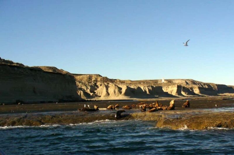 From Puerto Madryn: Punta Tombo Day Trip with Hotel Transfer - Exploring the Punta Tombo Day Trip: What to Expect