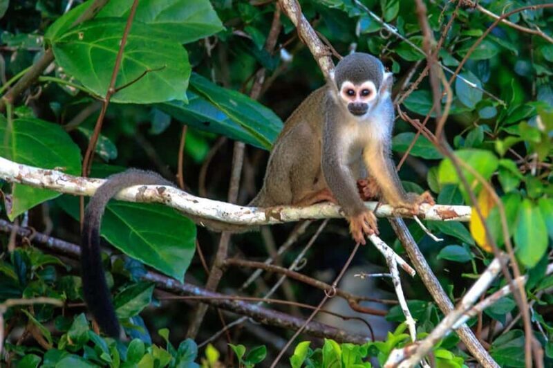 From Puerto Maldonado: 1 day Kayak + Monkey Island excursion - The Zip Line Adventure: Views and Thrills