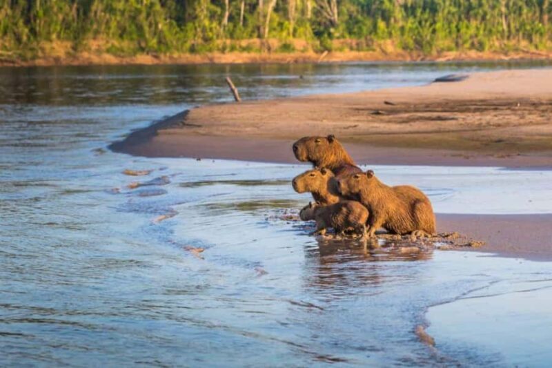 From Puerto Maldonado || 3-hour sunset boat ride - Final Thoughts: Is It Worth It?