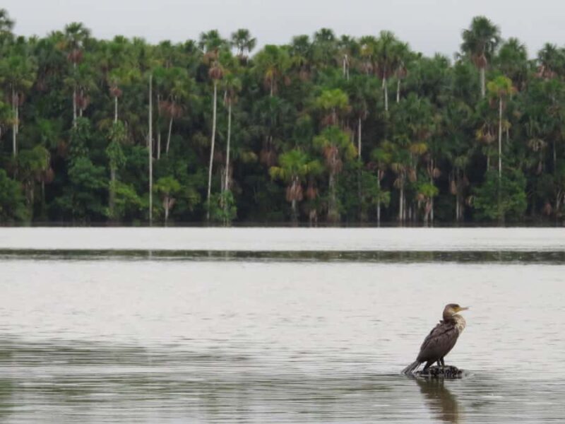 From Puerto Maldonado || Jungle Hiking + Sandoval Lake || - Exploring the Details of Your Amazon Adventure