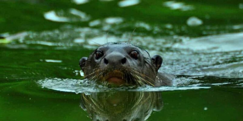 From Puerto Maldonado || Jungle trekking + Sandoval Lake || - FAQs