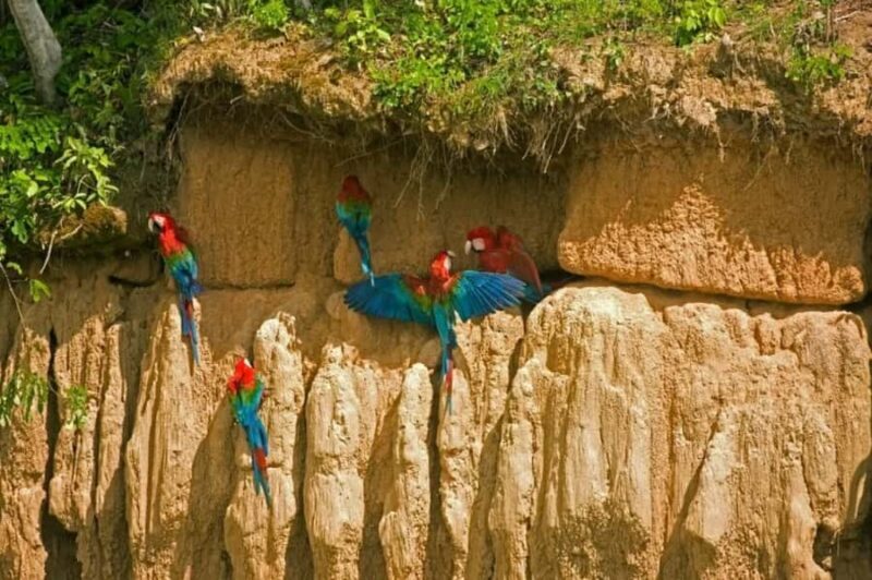 From Puerto Maldonado: Macaw Clay Lick 2 Days - The Value of This Amazon Experience