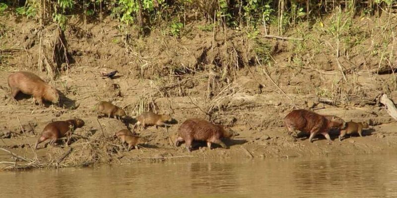 From Puerto Maldonado: Reserva Tambopata 4-Day + Zipline - A Comprehensive Look at the Reserva Tambopata 4-Day + Zipline Tour