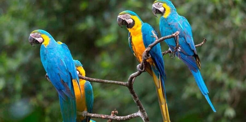 From Puerto Maldonado: Reserva Tambopata 4-Day + Zipline - FAQs