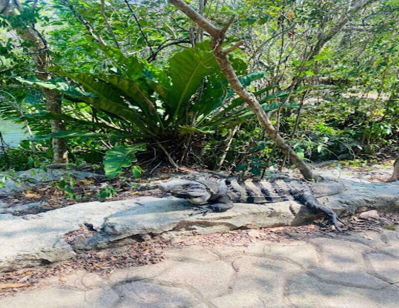 From Puerto Morelos: Lagoon k'an luum - Who Should Consider This Tour?