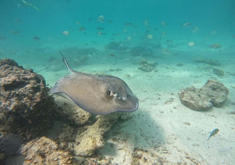 From Puerto Morelos: Ocean Reef Snorkeling - Key Points