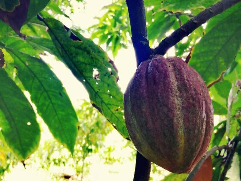 From Puerto Plata Priv: Cocoa, Coffee, Cigars & Local Market - From Puerto Plata Priv: Cocoa, Coffee, Cigars & Local Market – A Detailed Review