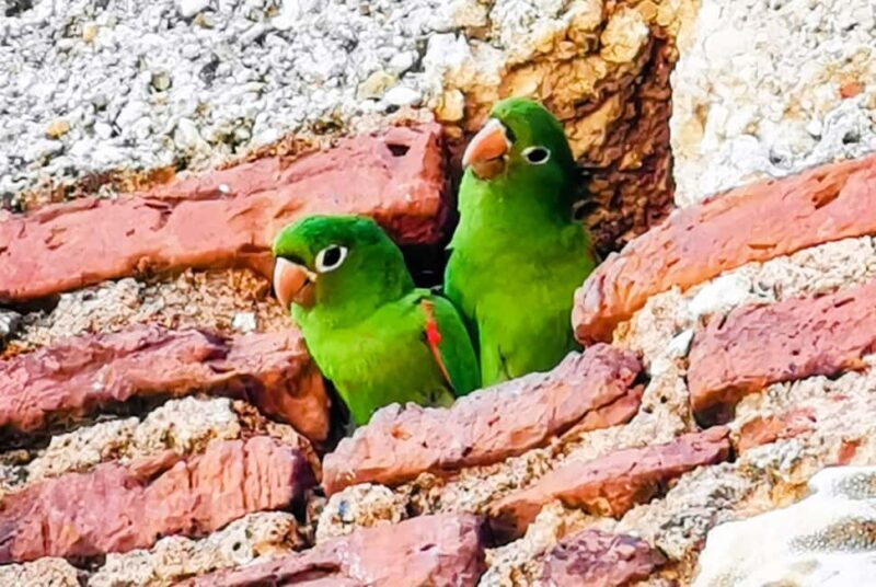 From Puerto Plata: Santo Domingo Complete Visit - Wrapping Up – Return Journey