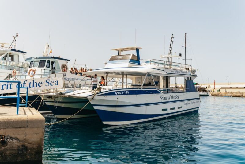 From Puerto Rico de Gran Canaria: Dolphin Watching Cruise - An Honest Look at the Dolphin Watching Cruise from Puerto Rico