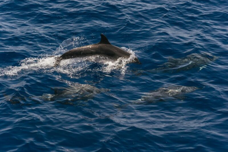From Puerto Rico de Gran Canaria: Dolphin Watching Cruise - Deep Dive: Why This Dolphin Watching Cruise Excels
