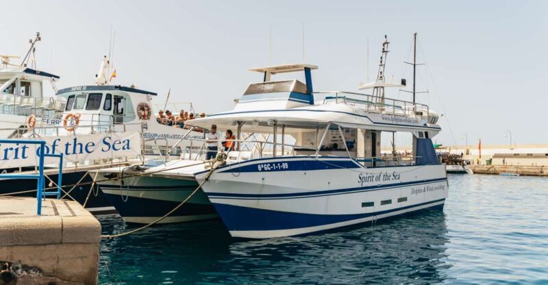 From Puerto Rico de Gran Canaria: Dolphin Watching Cruise - FAQ