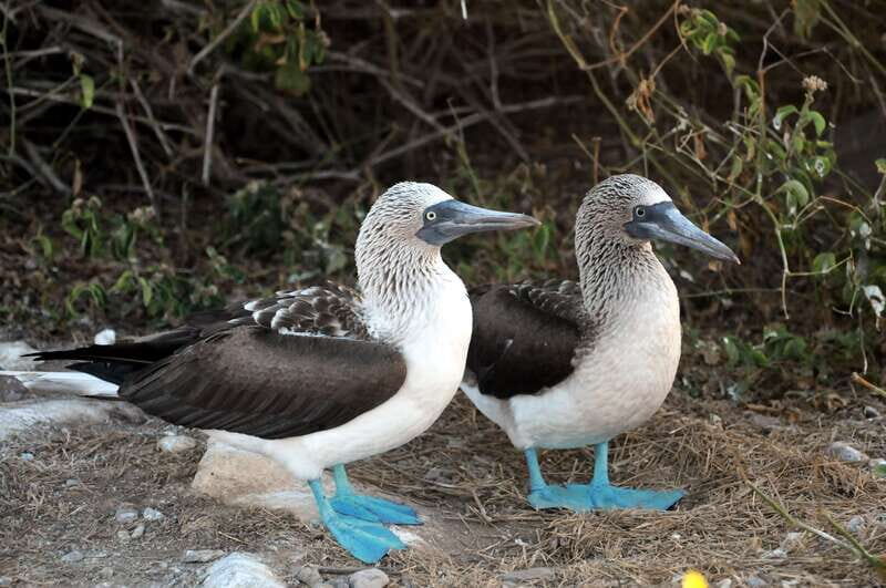 From Puerto Vallarta: Marieta Islands Snorkeling Trip - FAQ
