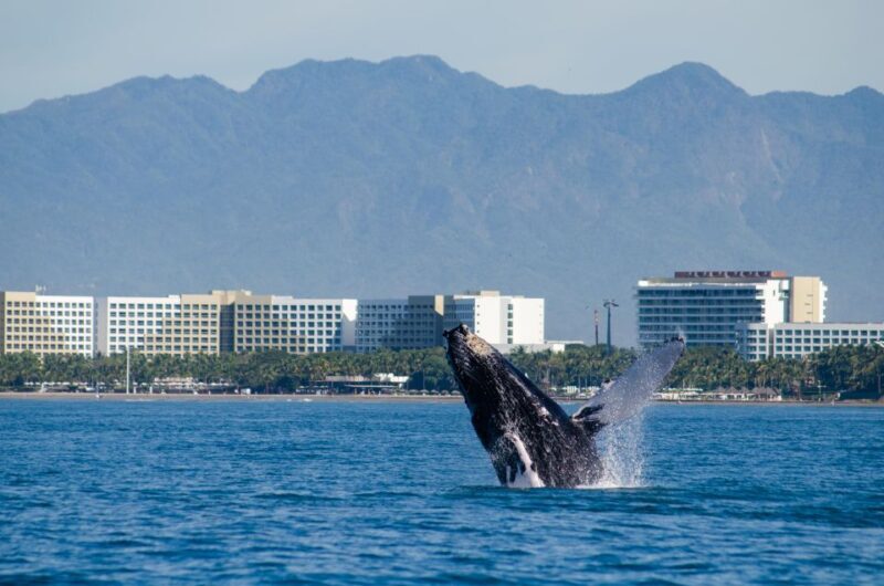 From Puerto Vallarta/Nuevo Vallarta: Whale Watching Cruise - An In-Depth Look at the Whale Watching Tour