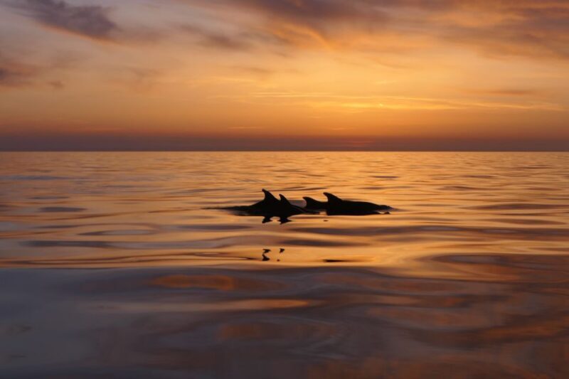 From Pula: Private Boat Tour and Brijuni National Park - Who Will Love This Tour?