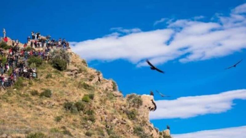 From Puno: Colca Valley Tour 2 days ending in Arequipa - Key Points