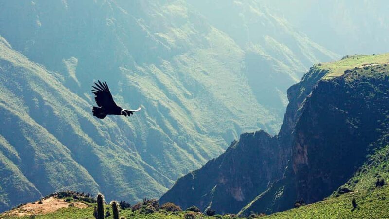 From Puno: Colca Valley Tour 2D with Transfer to Arequipa - Key Points