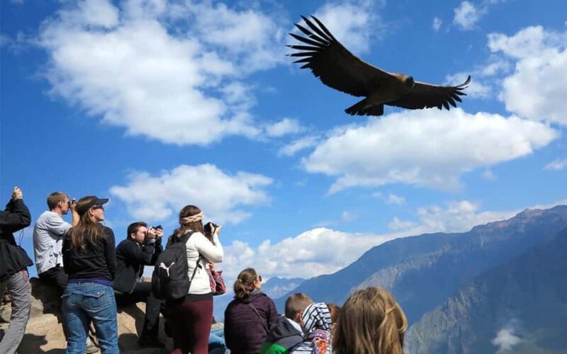 From Puno to Arequipa: 2 Days/1 Night Colca Canyon Tour - Key Points